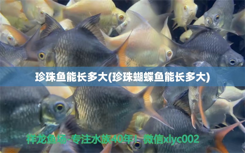 珍珠魚能長多大(珍珠蝴蝶魚能長多大) 蝴蝶鯉