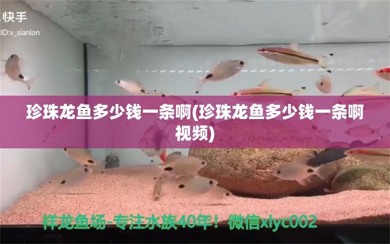 珍珠龍魚多少錢一條啊(珍珠龍魚多少錢一條啊視頻) 白化巴西龜（白巴）