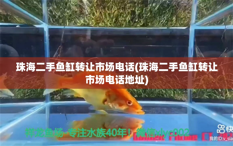 珠海二手魚缸轉(zhuǎn)讓市場電話(珠海二手魚缸轉(zhuǎn)讓市場電話地址) 大正錦鯉魚