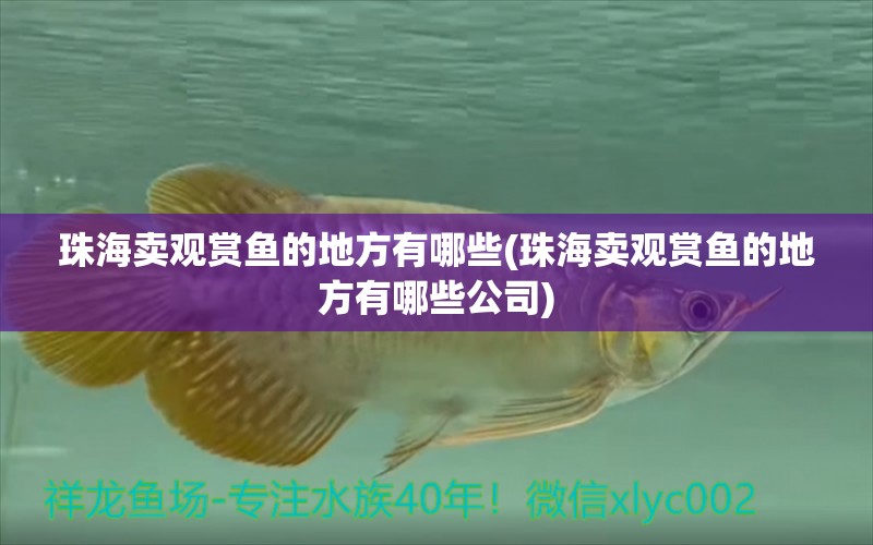 珠海賣觀賞魚的地方有哪些(珠海賣觀賞魚的地方有哪些公司) 巴西亞魚苗