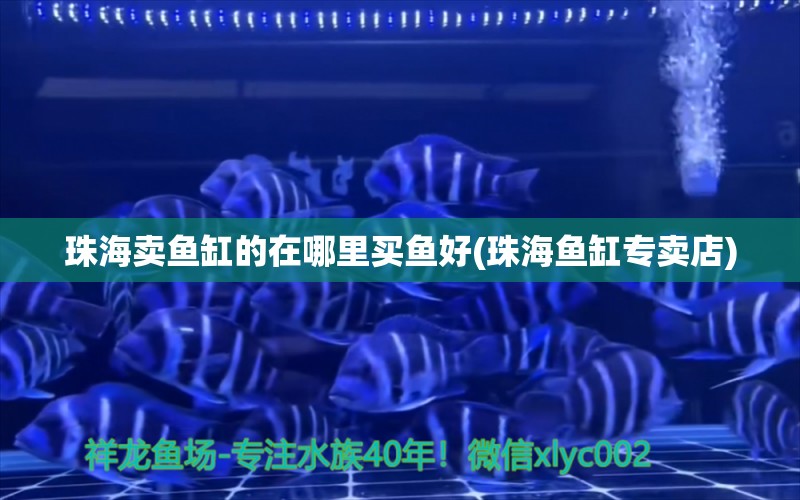 珠海賣魚缸的在哪里買魚好(珠海魚缸專賣店) BD魟魚 第2張