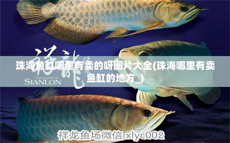 珠海魚缸哪里有賣的呀圖片大全(珠海哪里有賣魚缸的地方_) 祥龍魚場其他產(chǎn)品