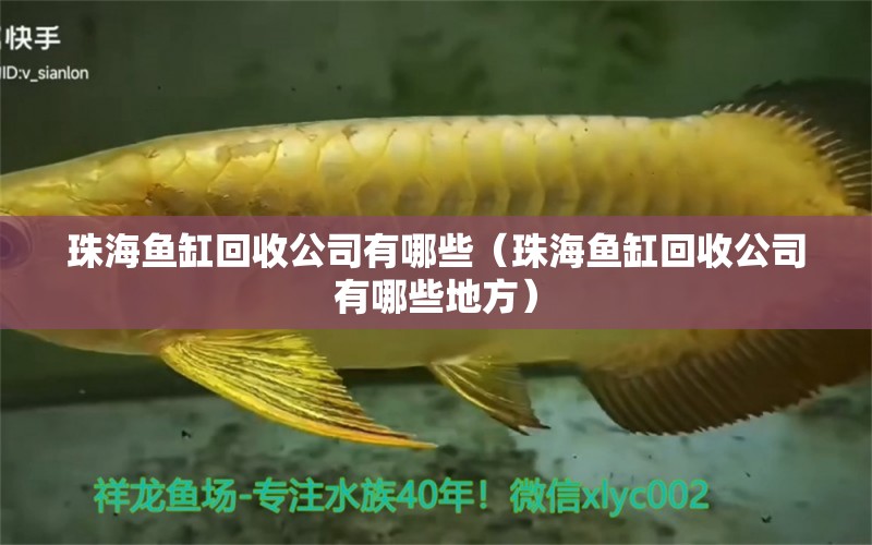 珠海魚缸回收公司有哪些（珠海魚缸回收公司有哪些地方） 祥龍水族醫(yī)院