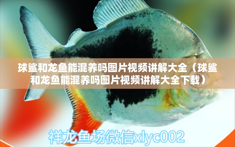 球鯊和龍魚能混養(yǎng)嗎圖片視頻講解大全（球鯊和龍魚能混養(yǎng)嗎圖片視頻講解大全下載）