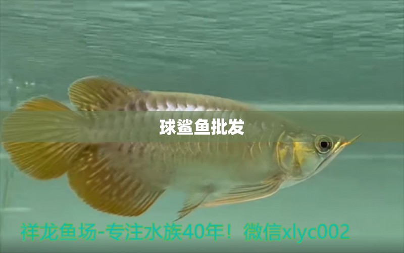 球鯊魚(yú)批發(fā)