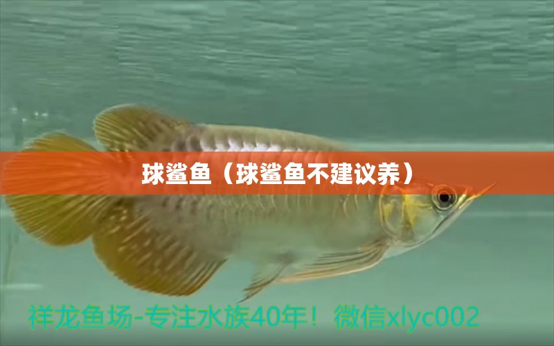 球鯊魚(yú)（球鯊魚(yú)不建議養(yǎng)） 球鯊魚(yú)