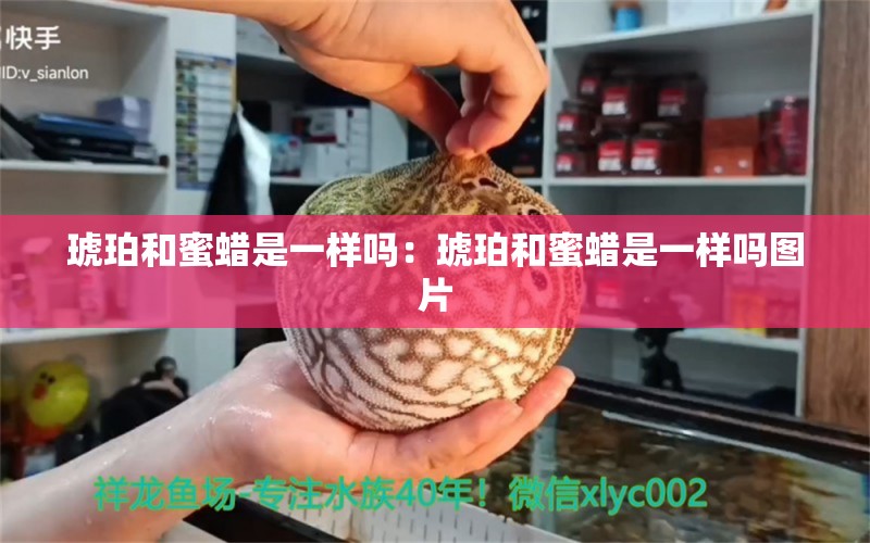 琥珀和蜜蠟是一樣嗎：琥珀和蜜蠟是一樣嗎圖片