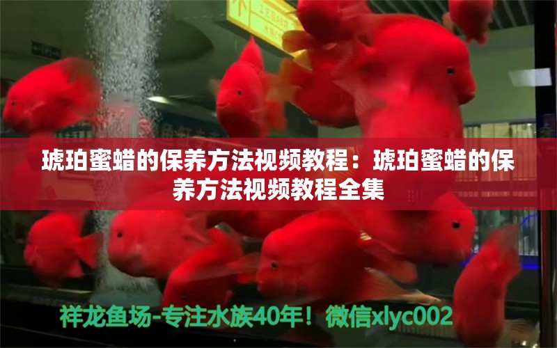 琥珀蜜蠟的保養(yǎng)方法視頻教程：琥珀蜜蠟的保養(yǎng)方法視頻教程全集 文玩