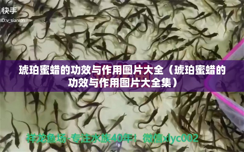 琥珀蜜蠟的功效與作用圖片大全（琥珀蜜蠟的功效與作用圖片大全集） 文玩