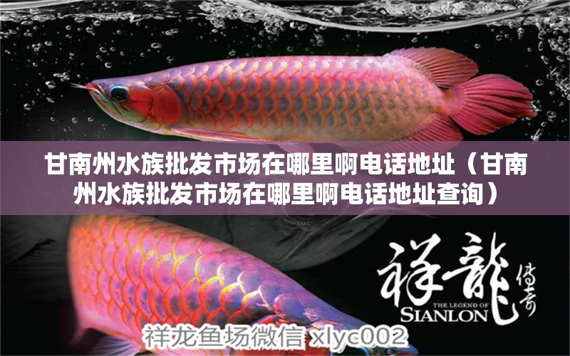 甘南州水族批發(fā)市場(chǎng)在哪里啊電話地址（甘南州水族批發(fā)市場(chǎng)在哪里啊電話地址查詢(xún)） 觀賞魚(yú)水族批發(fā)市場(chǎng)