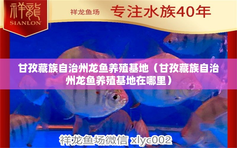 甘孜藏族自治州龍魚養(yǎng)殖基地（甘孜藏族自治州龍魚養(yǎng)殖基地在哪里） 祥龍魚場