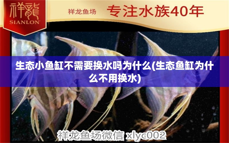 生態(tài)小魚(yú)缸不需要換水嗎為什么(生態(tài)魚(yú)缸為什么不用換水) 祥龍金禾金龍魚(yú)