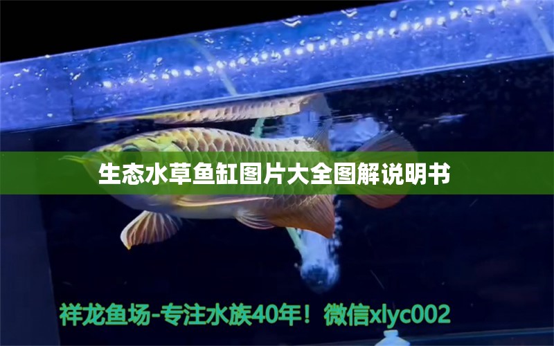 生態(tài)水草魚缸圖片大全圖解說明書 