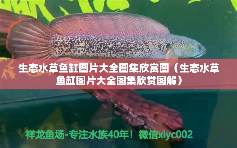 生態(tài)水草魚缸圖片大全圖集欣賞圖（生態(tài)水草魚缸圖片大全圖集欣賞圖解）