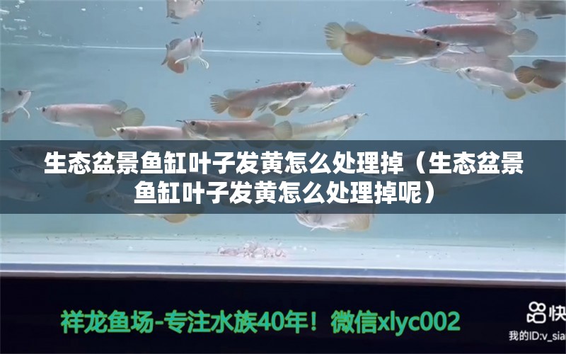 生態(tài)盆景魚缸葉子發(fā)黃怎么處理掉（生態(tài)盆景魚缸葉子發(fā)黃怎么處理掉呢） 巴西亞魚苗