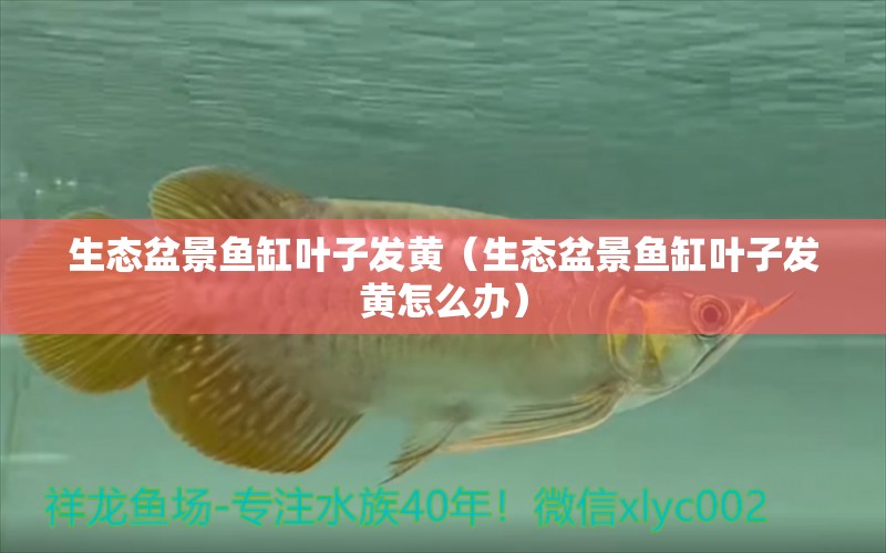 生態(tài)盆景魚(yú)缸葉子發(fā)黃（生態(tài)盆景魚(yú)缸葉子發(fā)黃怎么辦） 祥龍水族醫(yī)院