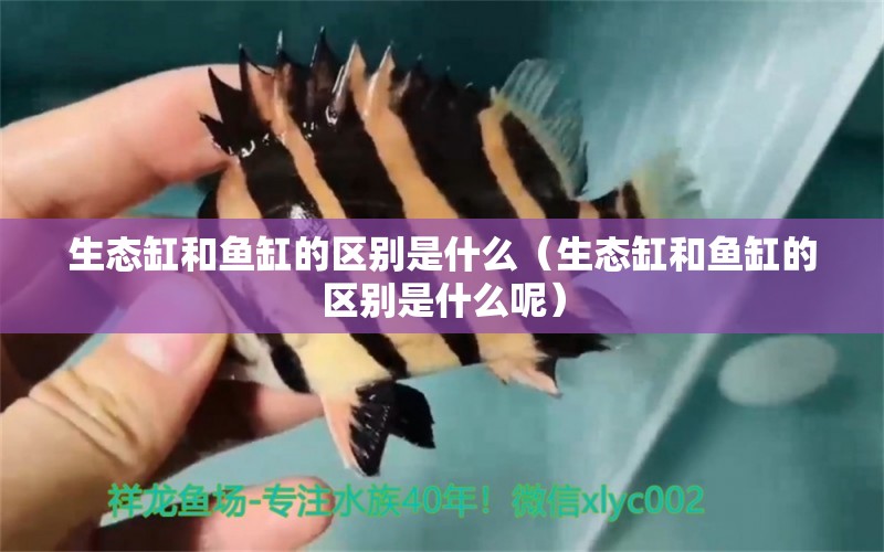 生態(tài)缸和魚缸的區(qū)別是什么（生態(tài)缸和魚缸的區(qū)別是什么呢）