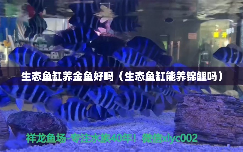 生態(tài)魚缸養(yǎng)金魚好嗎（生態(tài)魚缸能養(yǎng)錦鯉嗎） 金龍福龍魚