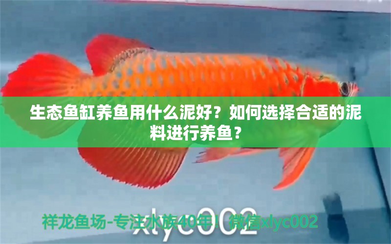 生態(tài)魚缸養(yǎng)魚用什么泥好？如何選擇合適的泥料進(jìn)行養(yǎng)魚？ 白子銀龍苗（黃化銀龍苗）