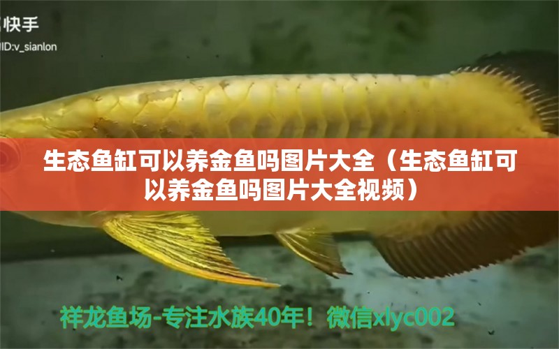 生態(tài)魚缸可以養(yǎng)金魚嗎圖片大全（生態(tài)魚缸可以養(yǎng)金魚嗎圖片大全視頻） 金龍魚糧