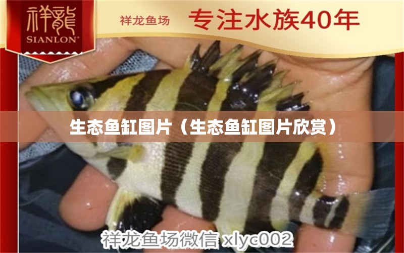 生態(tài)魚(yú)缸圖片（生態(tài)魚(yú)缸圖片欣賞）