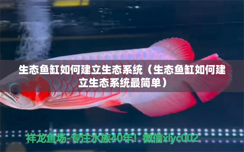 生態(tài)魚缸如何建立生態(tài)系統(tǒng)（生態(tài)魚缸如何建立生態(tài)系統(tǒng)最簡單） 皇冠黑白魟魚 第1張