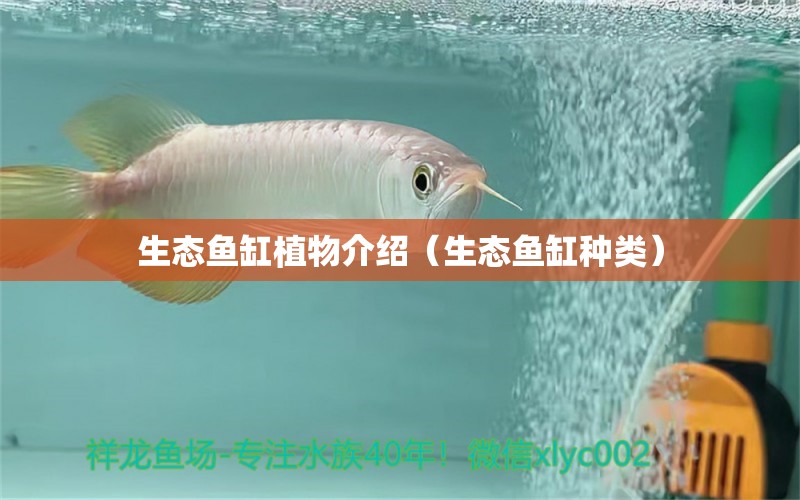 生態(tài)魚缸植物介紹（生態(tài)魚缸種類）