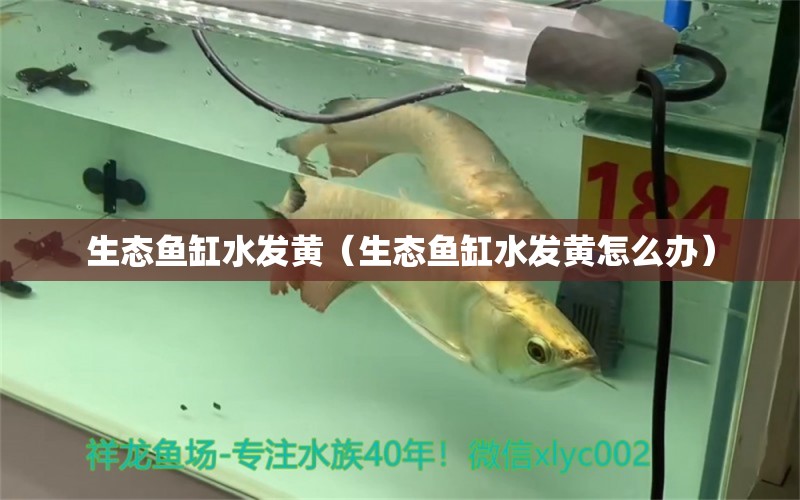 生態(tài)魚缸水發(fā)黃（生態(tài)魚缸水發(fā)黃怎么辦） 量子養(yǎng)魚技術(shù)