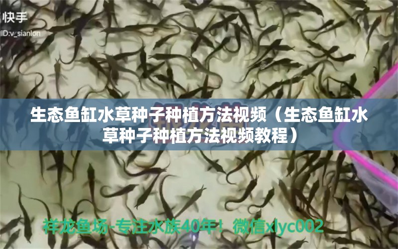 生態(tài)魚缸水草種子種植方法視頻（生態(tài)魚缸水草種子種植方法視頻教程） 水草