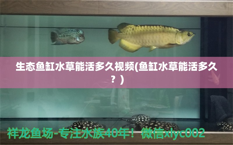 生態(tài)魚缸水草能活多久視頻(魚缸水草能活多久？) 水草