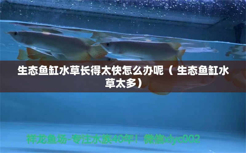 生態(tài)魚缸水草長得太快怎么辦呢（ 生態(tài)魚缸水草太多） 埃及神仙魚 第1張