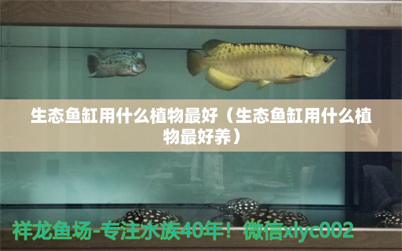 生態(tài)魚缸用什么植物最好（生態(tài)魚缸用什么植物最好養(yǎng)） 觀賞魚市場（混養(yǎng)魚）