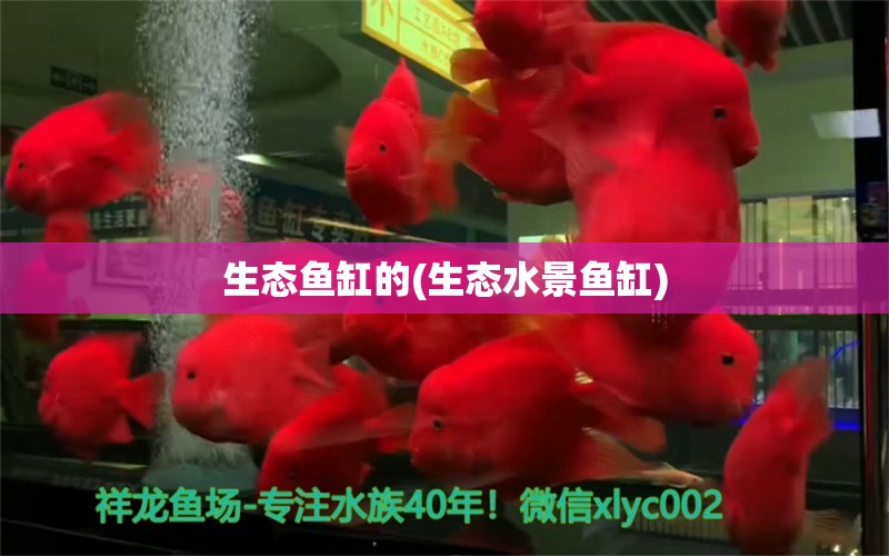 生態(tài)魚缸的(生態(tài)水景魚缸) 稀有金龍魚