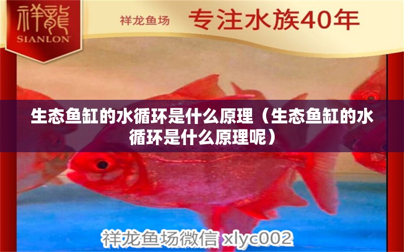 生態(tài)魚缸的水循環(huán)是什么原理（生態(tài)魚缸的水循環(huán)是什么原理呢） 其他品牌魚缸