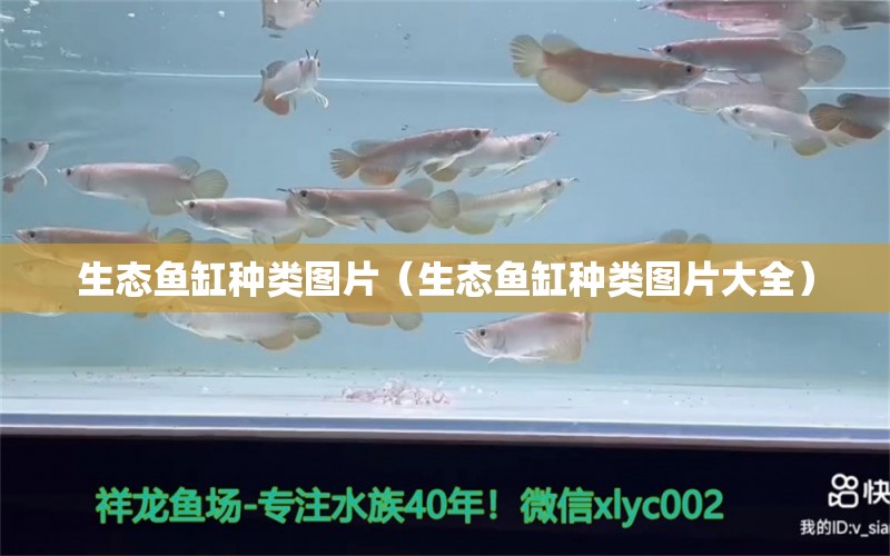 生態(tài)魚(yú)缸種類(lèi)圖片（生態(tài)魚(yú)缸種類(lèi)圖片大全）