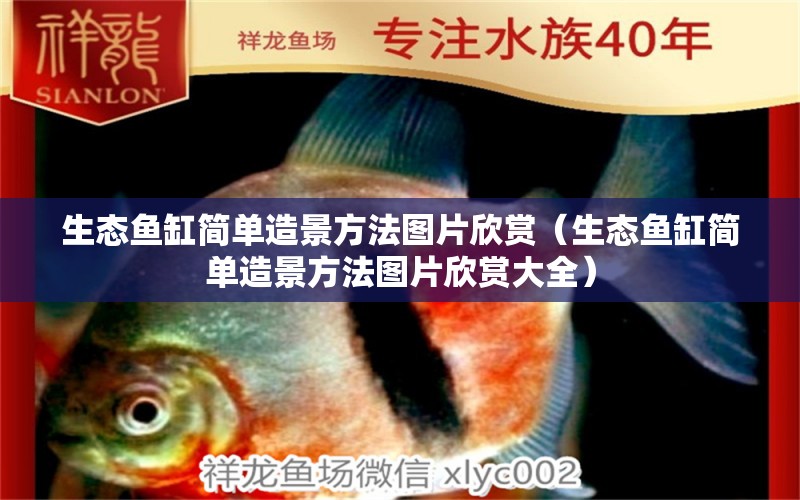 生態(tài)魚缸簡單造景方法圖片欣賞（生態(tài)魚缸簡單造景方法圖片欣賞大全）