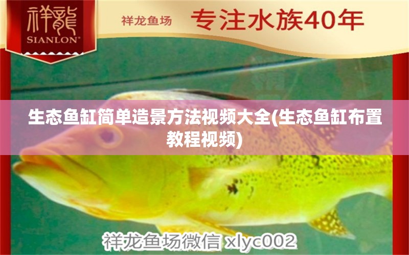 生態(tài)魚缸簡單造景方法視頻大全(生態(tài)魚缸布置教程視頻) 金頭過背金龍魚