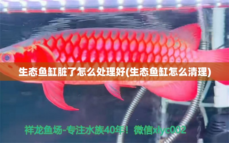 生態(tài)魚缸臟了怎么處理好(生態(tài)魚缸怎么清理) 蝴蝶鯉