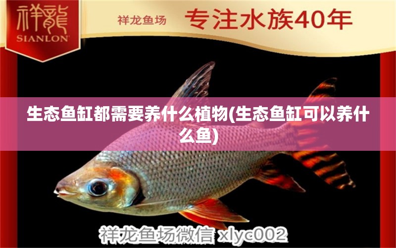 生態(tài)魚缸都需要養(yǎng)什么植物(生態(tài)魚缸可以養(yǎng)什么魚) 白化巴西龜（白巴）