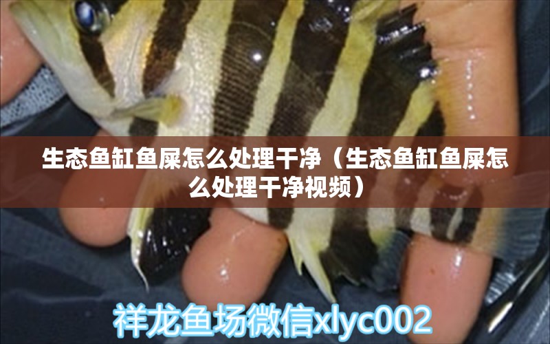 生態(tài)魚缸魚屎怎么處理干凈（生態(tài)魚缸魚屎怎么處理干凈視頻）