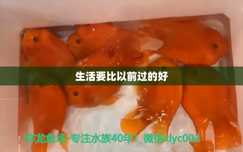 生活要比以前過的好 名貴錦鯉魚