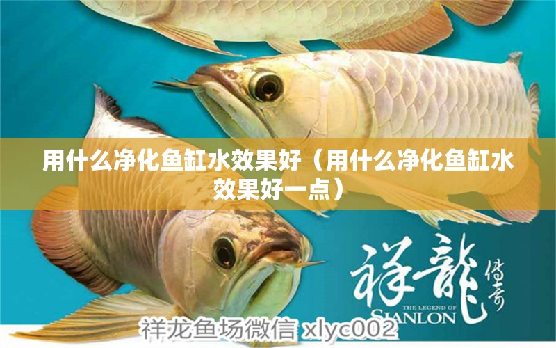 用什么凈化魚缸水效果好（用什么凈化魚缸水效果好一點） 觀賞魚市場（混養(yǎng)魚）