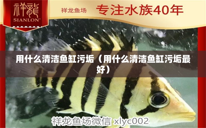 用什么清潔魚缸污垢（用什么清潔魚缸污垢最好） 祥龍水族醫(yī)院