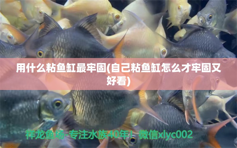 用什么粘魚缸最牢固(自己粘魚缸怎么才牢固又好看)