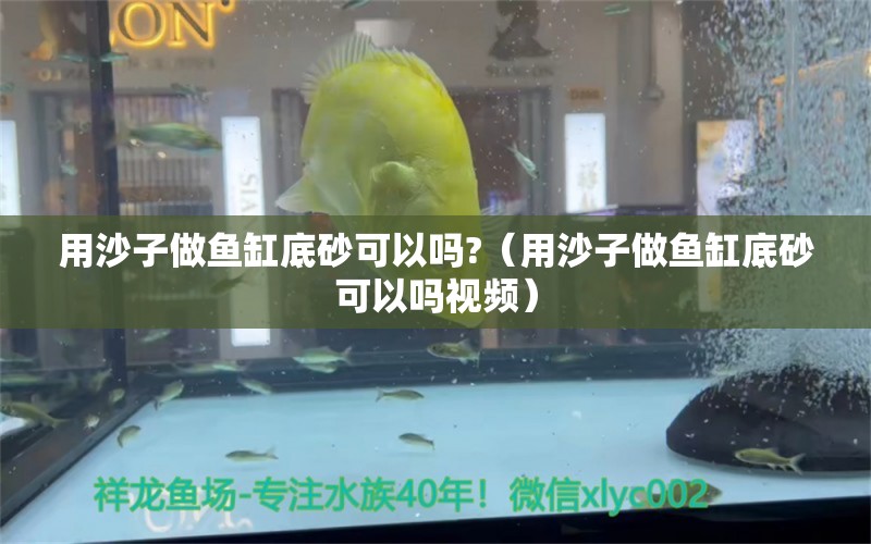 用沙子做魚缸底砂可以嗎?（用沙子做魚缸底砂可以嗎視頻） 祥龍魚場