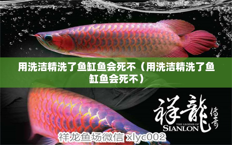 用洗潔精洗了魚(yú)缸魚(yú)會(huì)死不（用洗潔精洗了魚(yú)缸魚(yú)會(huì)死不）