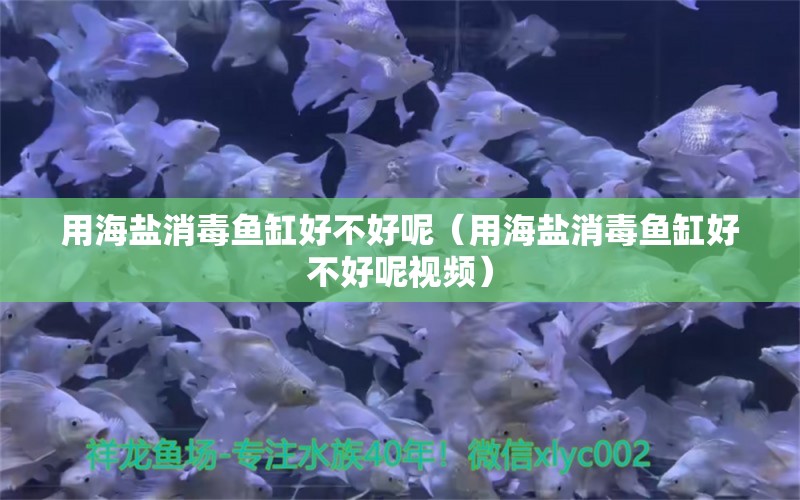 用海鹽消毒魚缸好不好呢（用海鹽消毒魚缸好不好呢視頻）