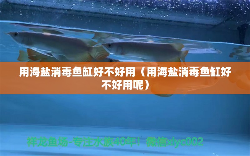 用海鹽消毒魚缸好不好用（用海鹽消毒魚缸好不好用呢） 鸚鵡魚