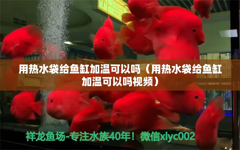 用熱水袋給魚缸加溫可以嗎（用熱水袋給魚缸加溫可以嗎視頻） 觀賞魚水族批發(fā)市場(chǎng)