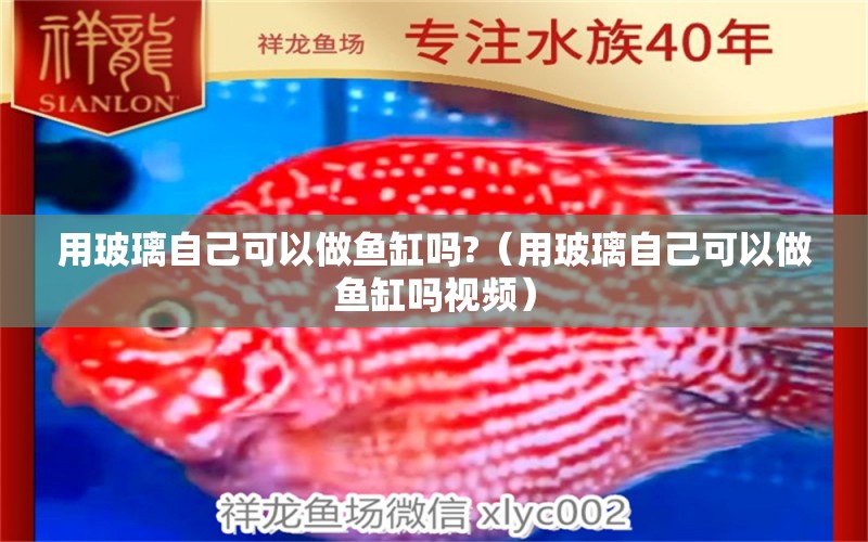 用玻璃自己可以做魚缸嗎?（用玻璃自己可以做魚缸嗎視頻） 泰國雪鯽魚